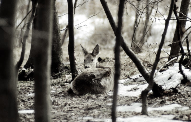 Jagdurlaub in Mecklenburg - Jagd Jagen Wald Wildtiere Mecklenburg